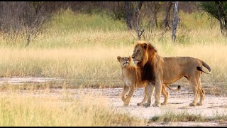 Red Road Male Ruling Over 15 Lions