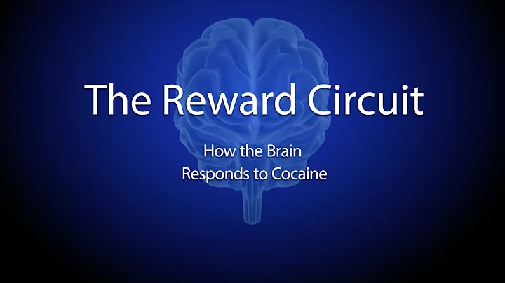 The Reward Circuit: How the Brain Responds to Coca...