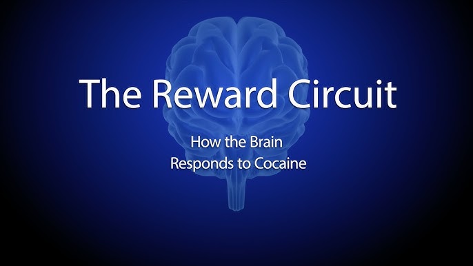 Brain basics: reward system