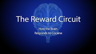 The Reward Circuit: How the Brain Responds to Cocaine