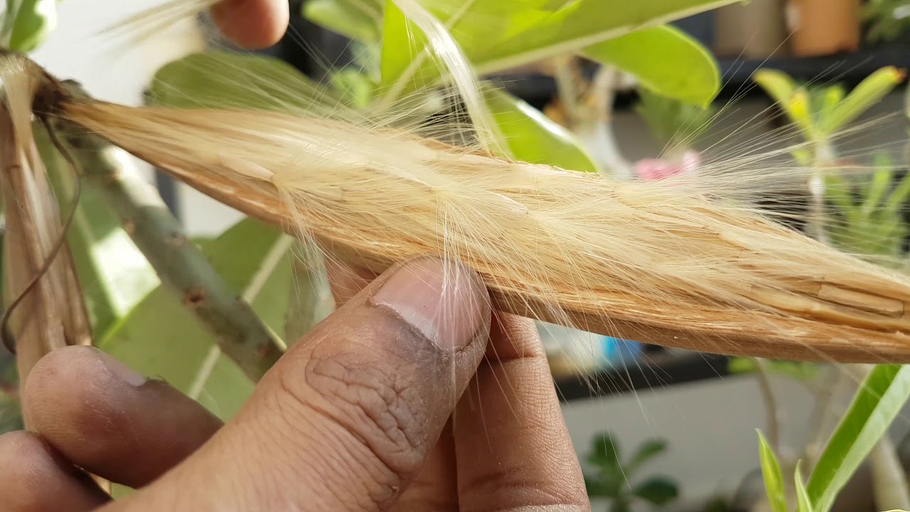 How To Encourage Seed Pods On Desert Rose 10 Best Desert Rose Care