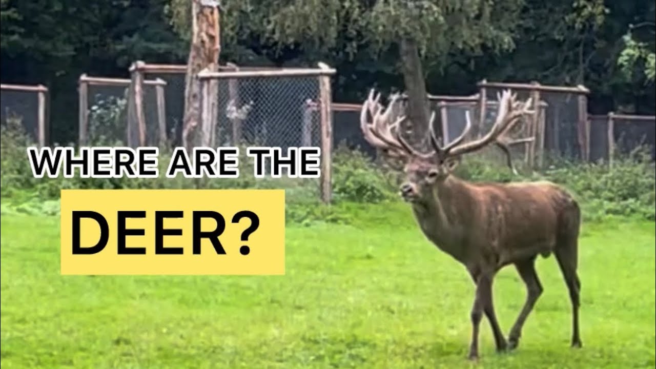 Where Do the Deer Hide? 🌲 Walk in Düsseldorf Wildpark LIVE