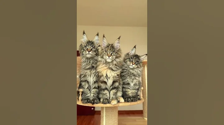 Video 11869531: pet maine coon, cute maine coon