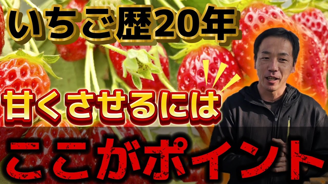 【いちご】実は甘いいちごを作るには、〇〇が必要です。いちご農家も知らないポイントに驚愕しました。