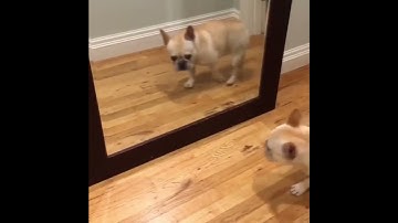 Funny dog scared of its own reflection on the mirror #funny animals#shorts