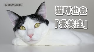 实验证明，遇到困难时猫也需要你一个眼神肯定 by 萌控生活 cute-live 53 views 1 year ago 3 minutes, 15 seconds