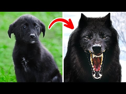 Видео: Как хорошо собаки могут видеть в темноте?