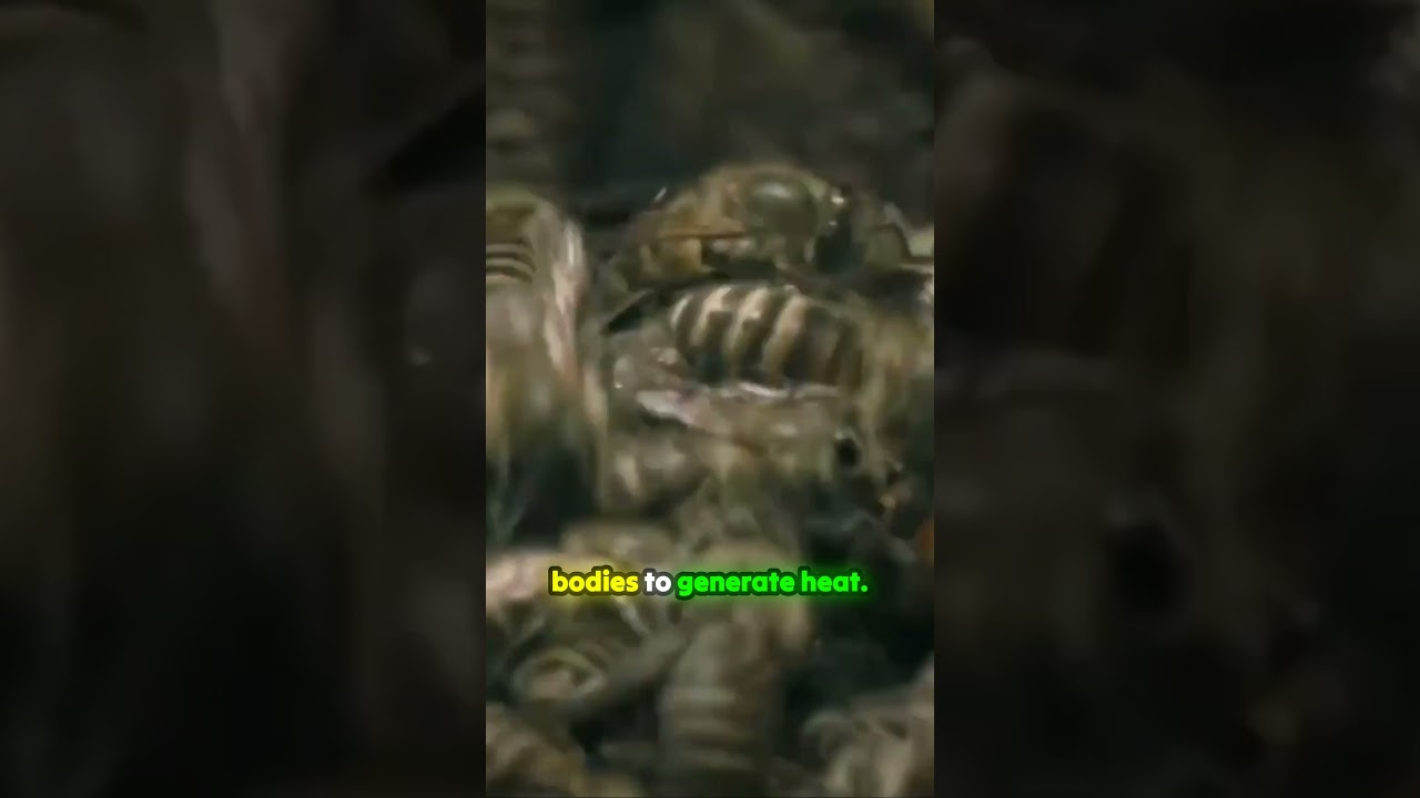 Teaser: Extreme Animal Skills That Will Surprise You (Bees vs  Giant Asian Hornet)