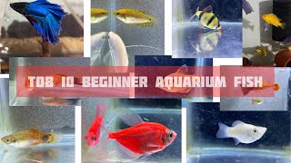 Top 10 Aquarium Fish For Beginners || Easy To Care Hai Sare Fish