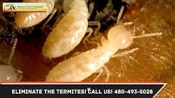 Az Infestation Goodyear Termite Az Infestation Goodyear Termite
