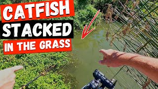 Catching Catfish STACKED In the Grass (Nasty Surprise Fish)
