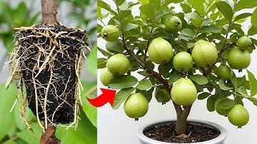 I Used Cucumber Power to Propagating Guava Tree in One Month