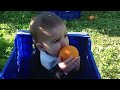 Día de recolecta de naranjas en Naranja Tradicional de Gandia