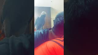 African Grey Parrot saying Allahu