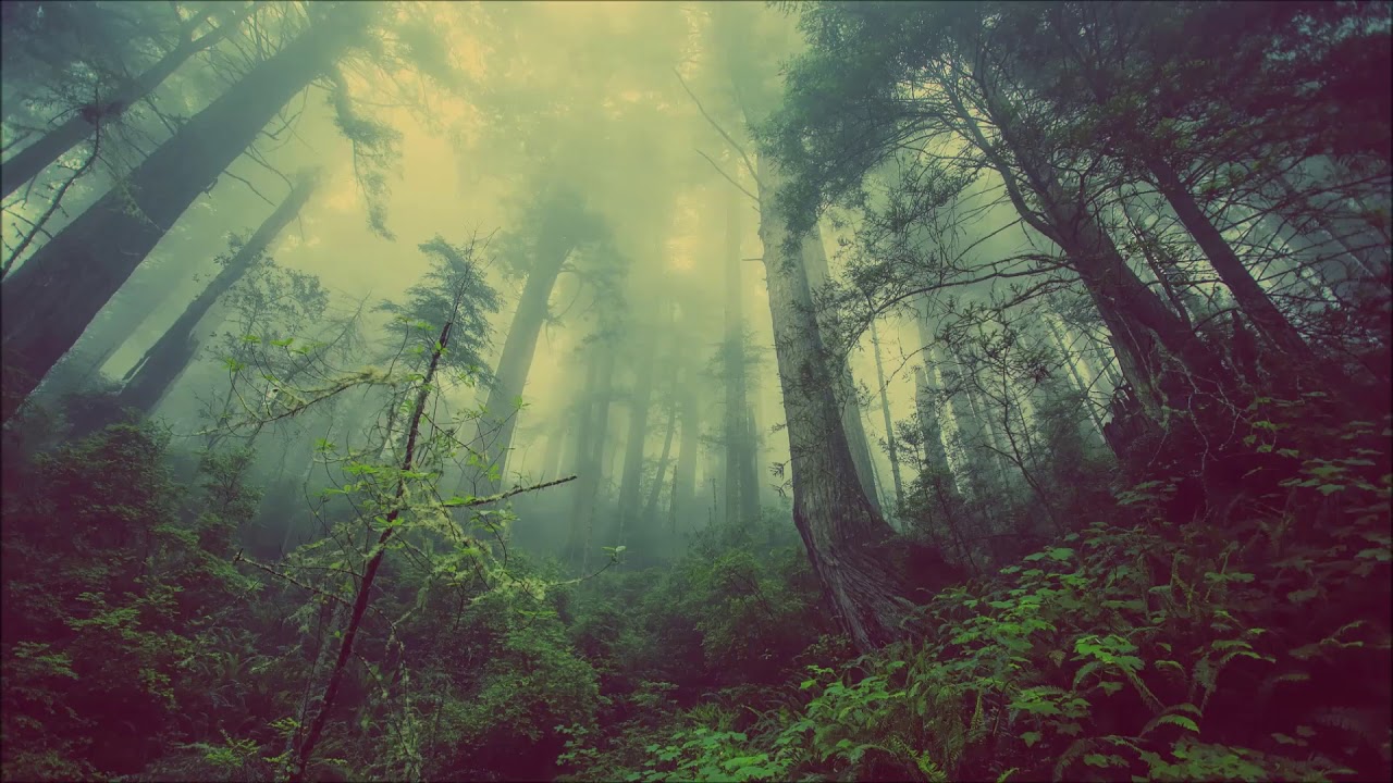 Forest bathing music 🍂 Shinrin Yoku 1h 🍁 Forest meditation Music birds ...