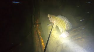 Pesca Nocturna con ArponCadereyta/Nuevo León