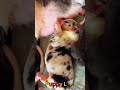 かわいい子犬の日常 #koreaPuppies #japanDogs