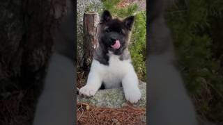 American Akita puppy #shorts #ytshorts #akita