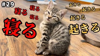 ギリギリの狭間で揺れる子猫