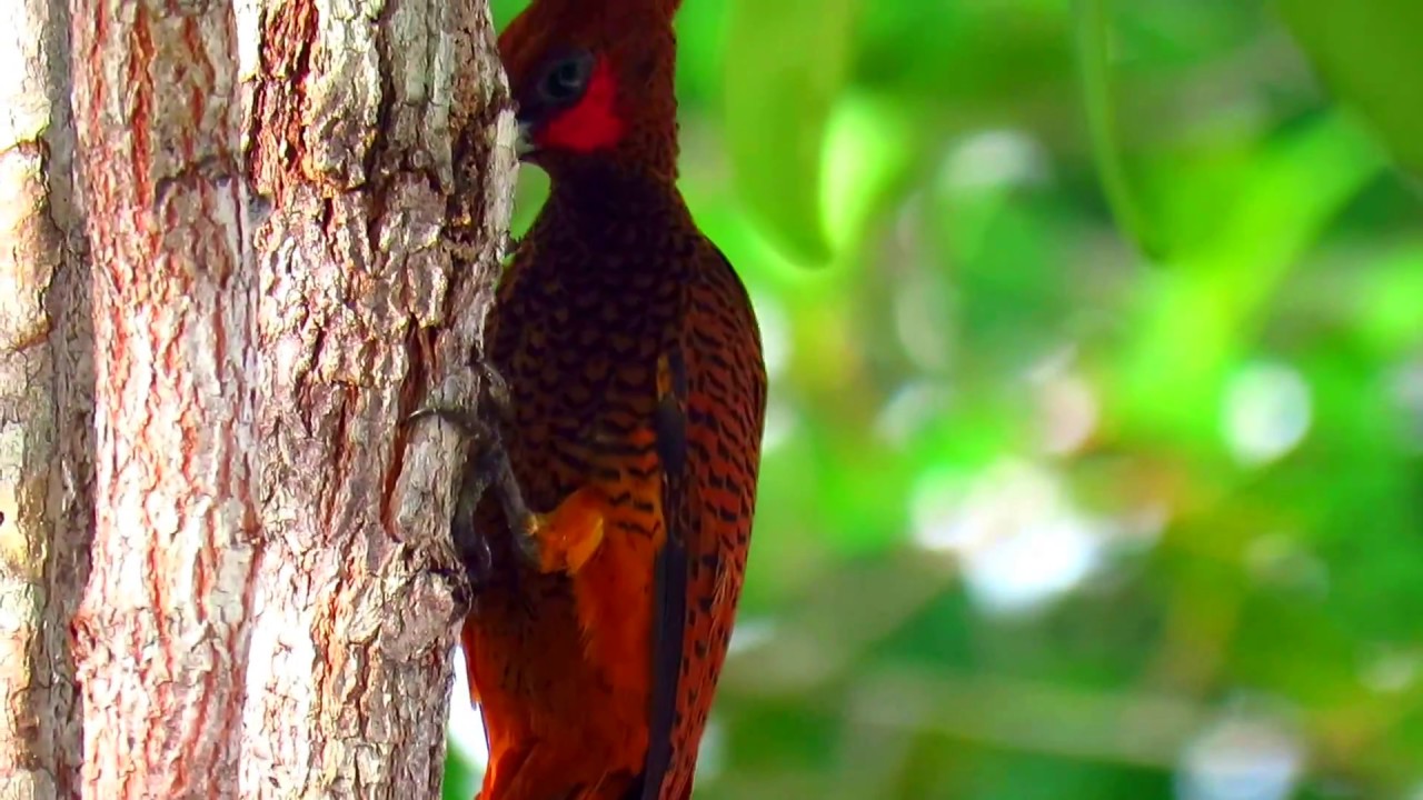 scaly-breasted woodpecker, Celeus grammicus, Inirida (Guainia), Cerros Mavecure