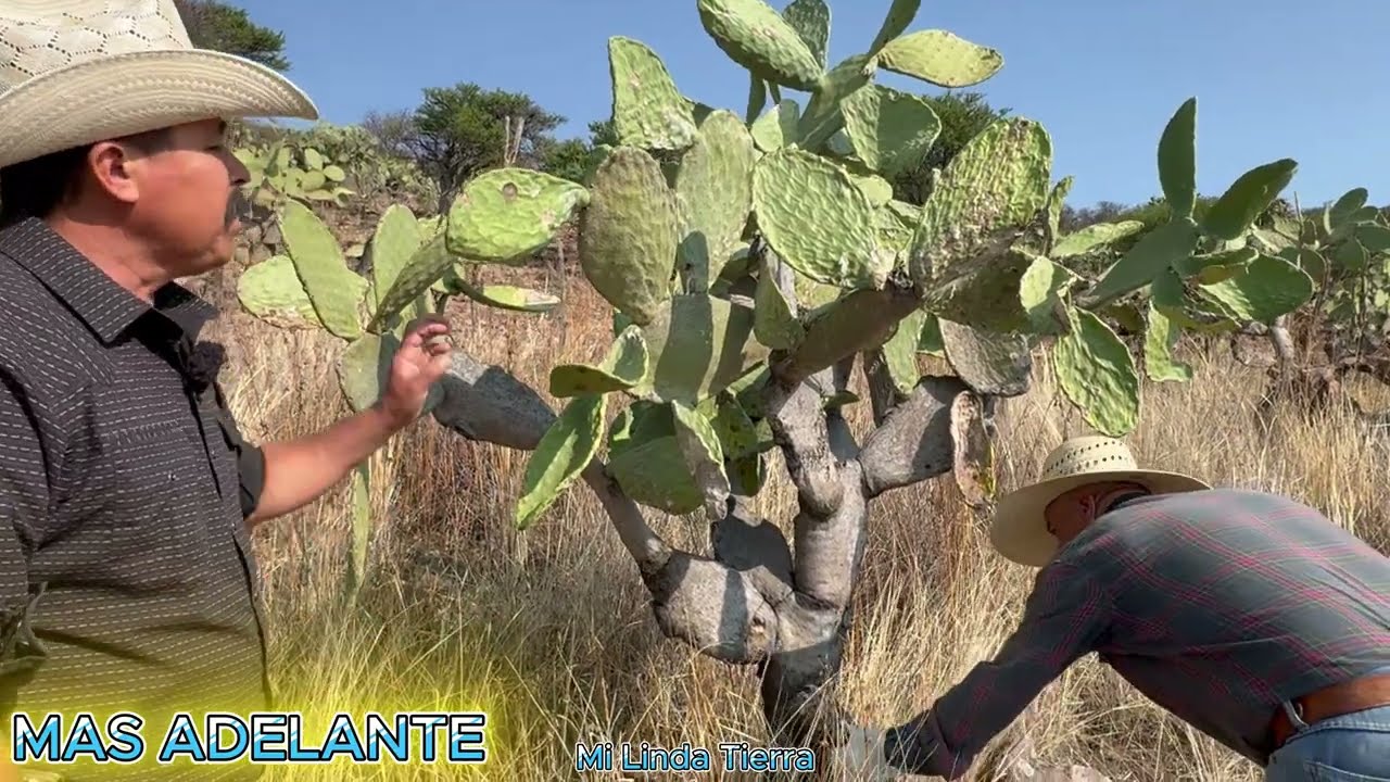 LA VIDA NOS A ENSEÑADO MUCHAS COSAS Y LA SECA ESTA  MUY  DURA YO TRAYGO AGUA Y COMIDA PARA MIS VACAS