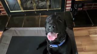 Hattie the Labrador Puppy Board and Train Program