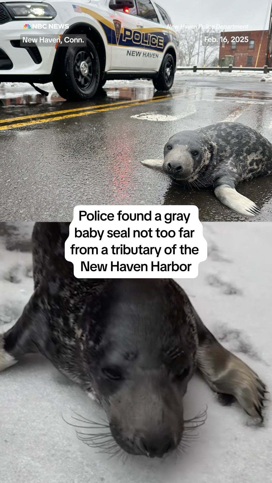 Police found a gray baby seal not too far from a tributary of the New Haven Harbor
