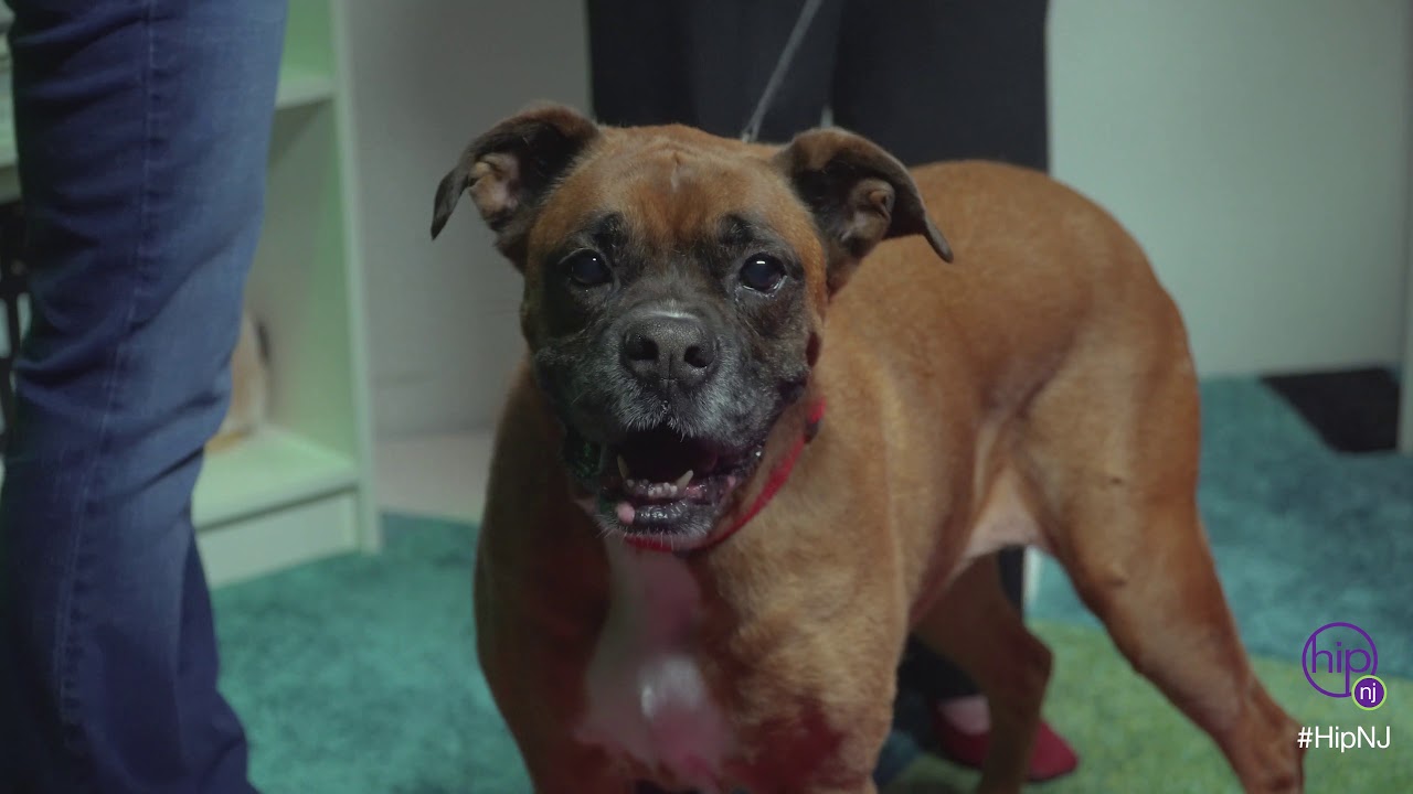 Hip New Jersey - Doggy Noses and Yoga Poses