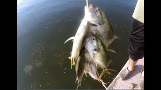 Jack Crevalle Fishing With Lures Catching Jacks Near Flats Bridges