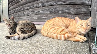 ベンガル猫と茶トラ猫の仲良しコンビをモフったらスヤスヤと眠りだした