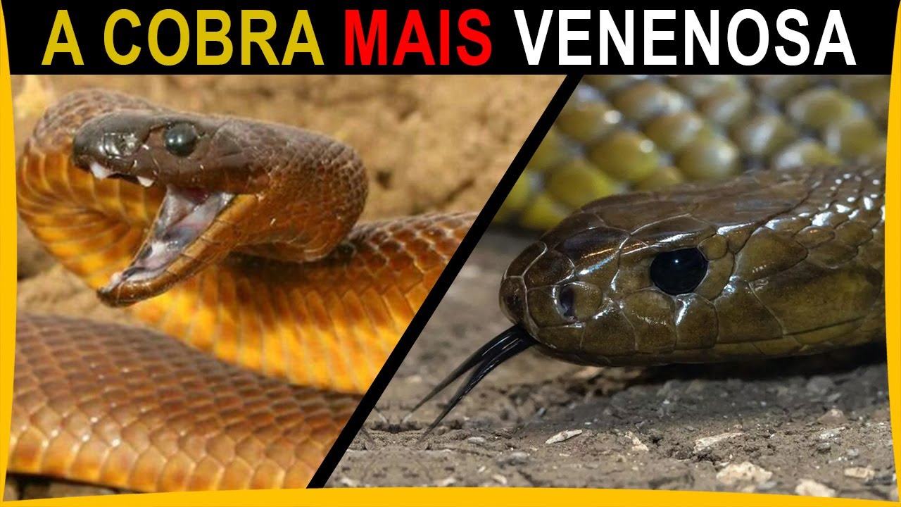 Esta é a Cobra Mais Letal do Mundo