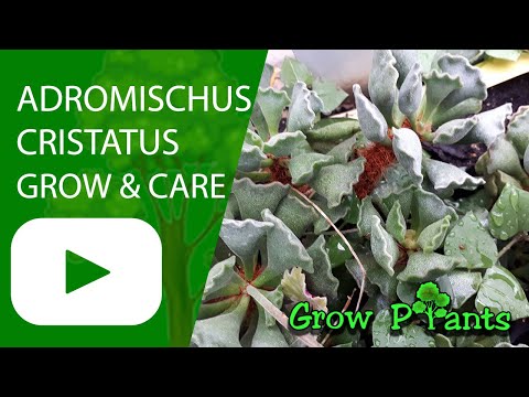 Adromischus cristatus - grow & care (Crinkle Leaf Plant)