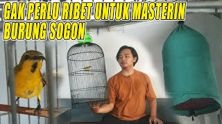 HOW TO MASTER SOGON BIRDS THE EASY WAY
