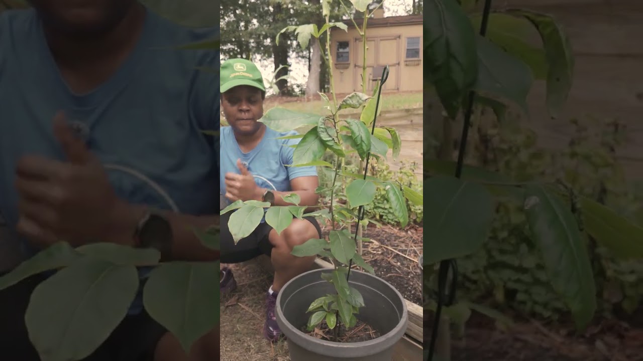Male vs. female plants 