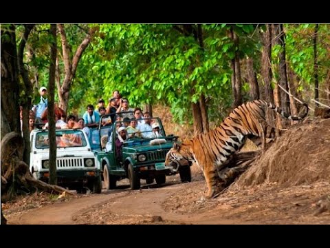 raipur to jungle safari distance