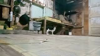 Kucing mondar mandir minta makan by RM Channel 27 views 1 year ago 5 minutes, 52 seconds