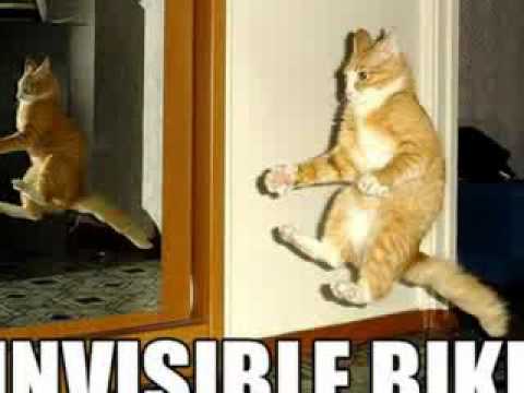 Stupid cat pictures and quotes - YouTube