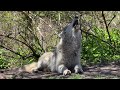 Gray Wolf Howls A Spring Song