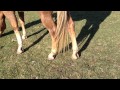 Discussing Hooves, Hoof looks, Angles & Critical Eye - Rick Gore Horsemanship