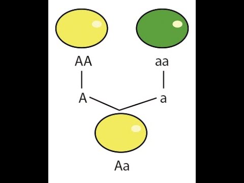 Leyes de absorcion logica