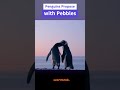 Do you know that penguins also propose?? #dailyfacts #animalfacts #youtubeshorts #cuteanimals #facts