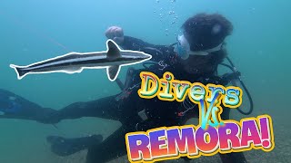 Venice Beach Divers Vs Remora