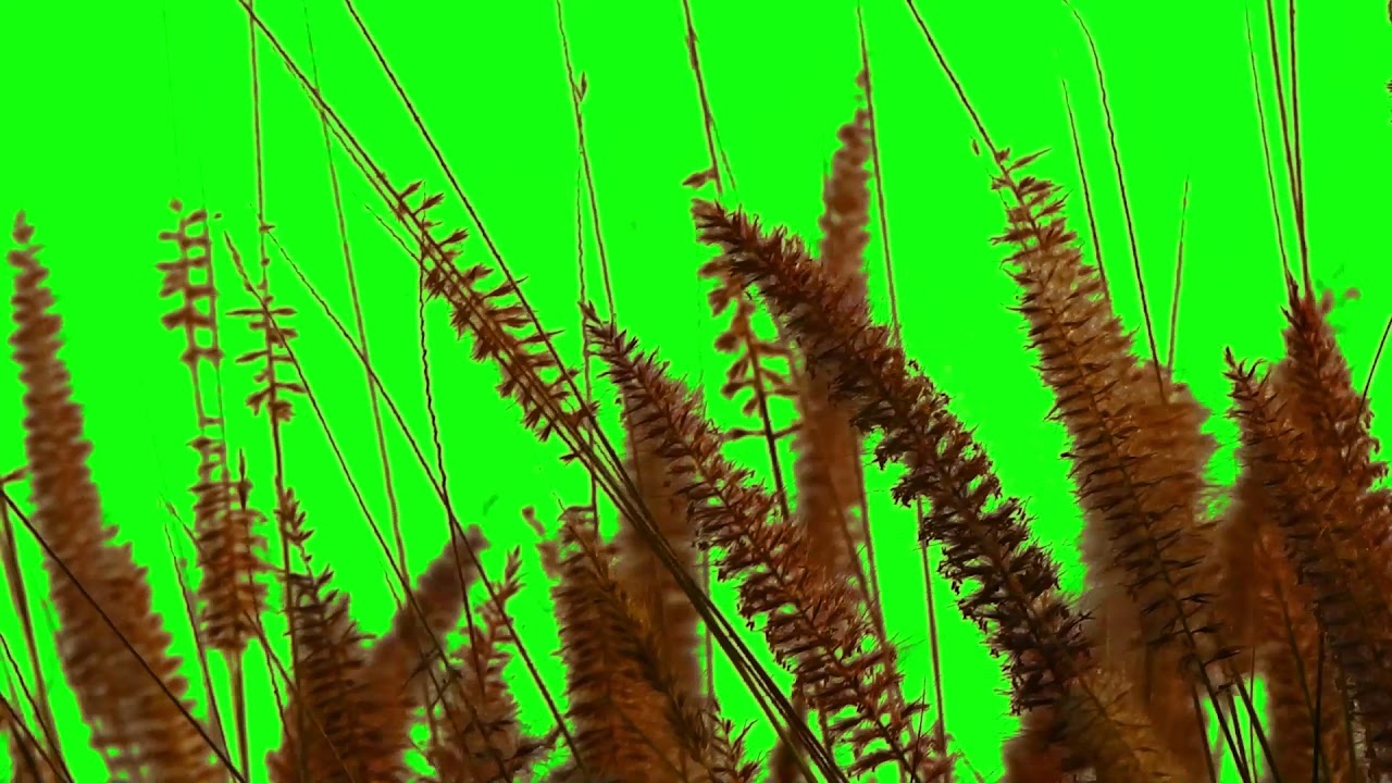 Dried Grass Background Green Screen HD Video - YouTube
