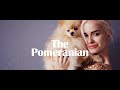 The pomeranian