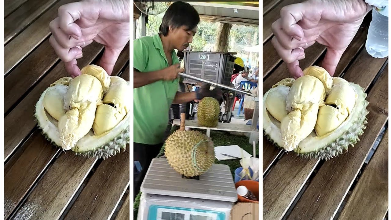 Durian Plantation  Penang, Malaysia!