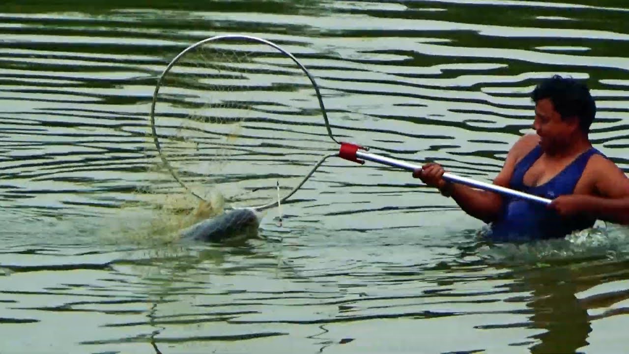 Exceptional Catla Fishing Videos In Village Fishing Zone Exceptional Catla Fishing Videos In Village Fishing Zone
