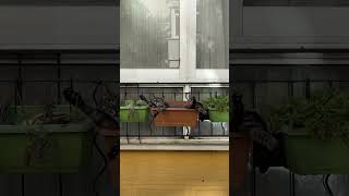 Relaxed Cat Naps on Window Grille Planter