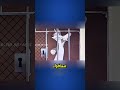 ثعلب حاول دخول السجن عمدا ليأكل مجانا لكن الحقيقة كانت مرعبة