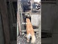 Golden Retriever Trade Time #shorts #dogs