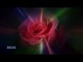 Leo Rojas - The Rose